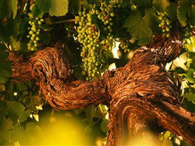 Henschke Cellars - Kingaroy Accommodation 4