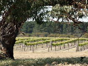 Wangolina Station - Kingaroy Accommodation 3