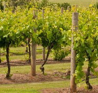Mt Coghill Vineyard - Kingaroy Accommodation