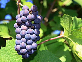 Tinderbox Vineyard - Kingaroy Accommodation 0