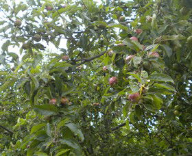 Tin Shed Cider - Kingaroy Accommodation 1