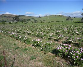 Damasque Rose Oil Farm - Kingaroy Accommodation 1