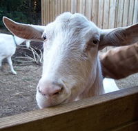 Drysdale Cheeses - Kingaroy Accommodation
