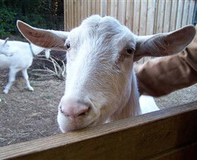 Drysdale Cheeses - Kingaroy Accommodation 0