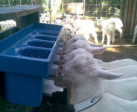 Drysdale Cheeses - Kingaroy Accommodation 9