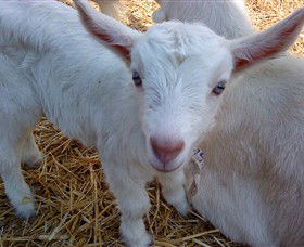 Drysdale Cheeses - Kingaroy Accommodation 14