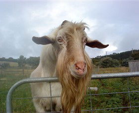 Drysdale Cheeses - Kingaroy Accommodation 16