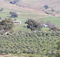 Wymah Organic Olives and Lambs - Kingaroy Accommodation