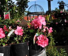 Van Loon's Nursery - Kingaroy Accommodation 1