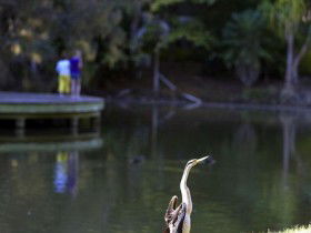 Birdwatching in the South Burnett