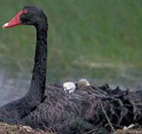 French Island Marine National Park - Kingaroy Accommodation