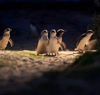 Phillip Island Nature Parks - Kingaroy Accommodation
