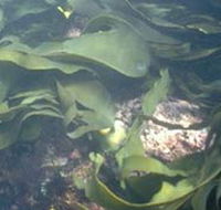 Churchill Island Marine National Park - Kingaroy Accommodation