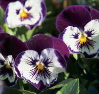 Newtown Park State Rose Garden - Kingaroy Accommodation