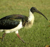 Toowoomba Water Bird Habitat - Kingaroy Accommodation