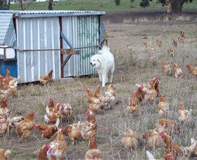 Northside Farmers Market - Kingaroy Accommodation 1