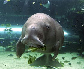 SEA LIFE Sydney Aquarium - Kingaroy Accommodation 1