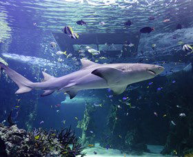 SEA LIFE Sydney Aquarium - Kingaroy Accommodation 0