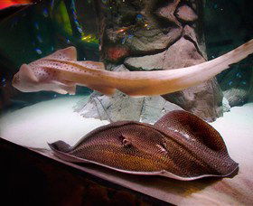 SEA LIFE Sydney Aquarium - Kingaroy Accommodation 4