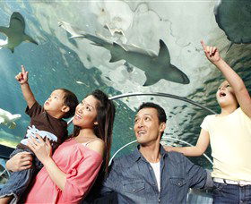 SEA LIFE Sydney Aquarium - Kingaroy Accommodation 7