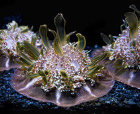 SEA LIFE Sydney Aquarium - Kingaroy Accommodation 8