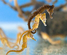 SEA LIFE Sydney Aquarium - Kingaroy Accommodation 6
