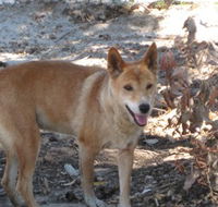 Cohunu Koala Park - Kingaroy Accommodation
