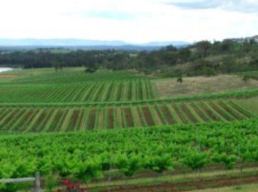 Hunter Vineyard Tours - Kingaroy Accommodation 2