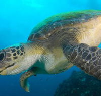 Byron Bay Dive Centre - Kingaroy Accommodation