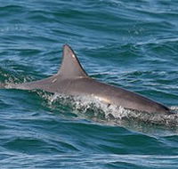 Byron Bay Dolphin Wildlife Tours - Kingaroy Accommodation