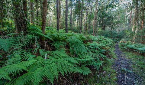 Dalrymple-Hay Nature Reserve - Kingaroy Accommodation 0