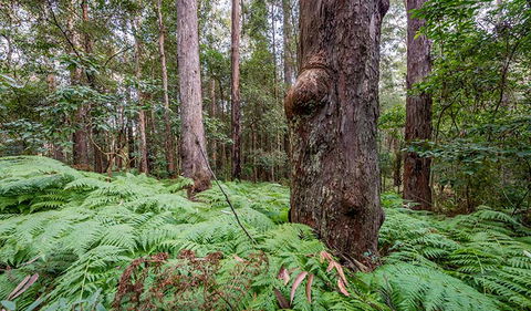 Dalrymple-Hay Nature Reserve - Kingaroy Accommodation 3