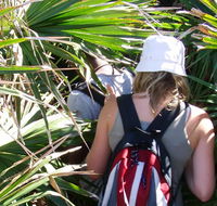 Palm Jungle loop track - Kingaroy Accommodation
