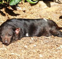 Symbio Wildlife Park - Kingaroy Accommodation