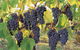 Hills Short Wine And Food Trail - thumb 0
