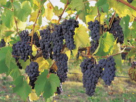Hills Short Wine And Food Trail - Kingaroy Accommodation 0