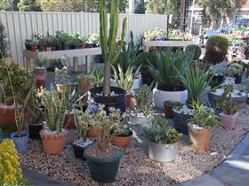 Cactus Creations - Kingaroy Accommodation 1