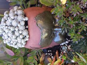 Cactus Creations - Kingaroy Accommodation 2