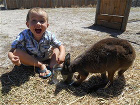 Animal Farm Goolwa - Kingaroy Accommodation 0