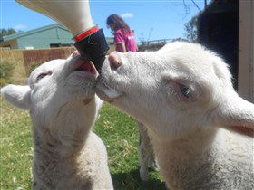 Animal Farm Goolwa - Kingaroy Accommodation 1