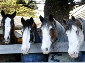 Victor Harbor Horse Drawn Tramway - Kingaroy Accommodation 0