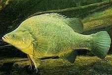 Charleville - Bakers Bend Warrego River Fishing Spot - Kingaroy Accommodation 2