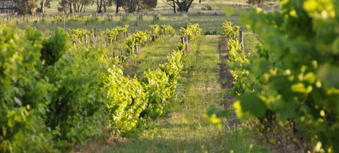 Bell River Estate Winery - Kingaroy Accommodation 3