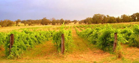 Bell River Estate Winery - Kingaroy Accommodation 7