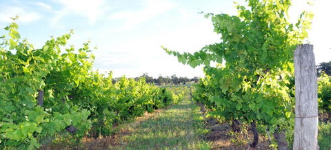 Bell River Estate Winery - Kingaroy Accommodation 8