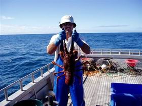 Lacepede Seafood - Kingaroy Accommodation 2