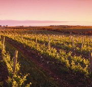 Ralph Fowler Wines - Kingaroy Accommodation