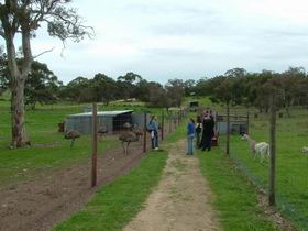 Avenue Emus - Kingaroy Accommodation 0