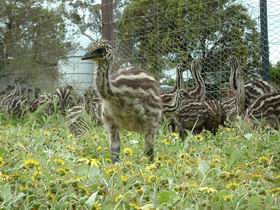 Avenue Emus - Kingaroy Accommodation 1