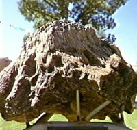 Fossilised Tree
